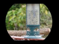 Monokular noktowizyjny 4K Video Mini91